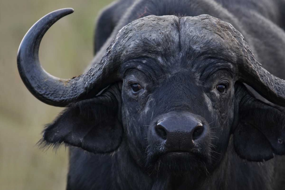Kenya, Masai Mara, Keekorok Lodge Cape buffalo